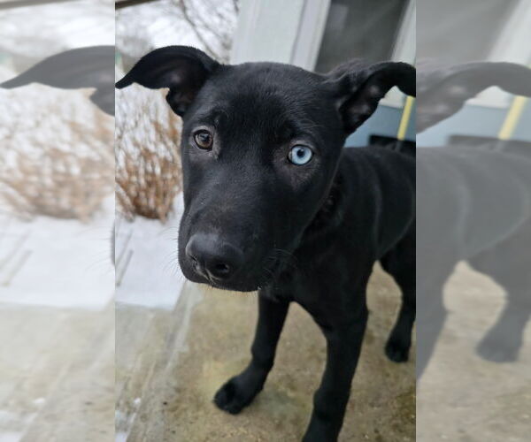 Medium Photo #4 Shepradors Puppy For Sale in Minneapolis, MN, USA