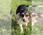 Small #2 Beagle Mix