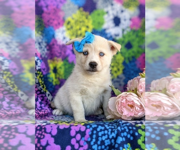 Medium Photo #7 Pomsky Puppy For Sale in EPHRATA, PA, USA