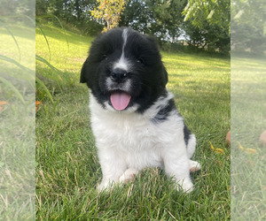 Newfoundland Puppy for sale in LEWISBURG, PA, USA