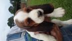 Puppy 3 Basset Hound