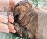 Small #2 Shih Tzu
