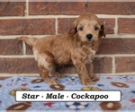 Small #1 Cockapoo (Miniature)