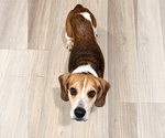 Small #10 Beagle Mix