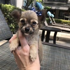 Chihuahua Puppy for sale in HOUSTON, TX, USA
