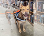 Small #4 Basenji-Carolina Dog Mix