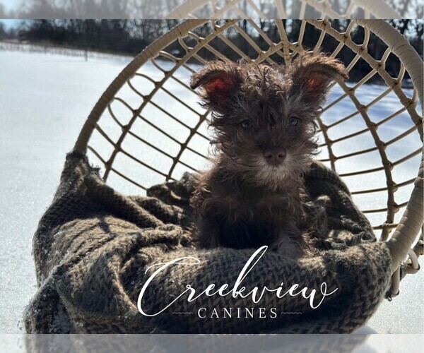 Medium Photo #8 Schnauzer (Miniature) Puppy For Sale in NIANGUA, MO, USA