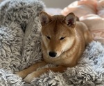 Small #1 Shiba Inu