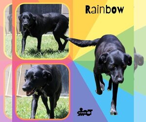 Labrador Retriever-Unknown Mix Dogs for adoption in Lindsay, CA, USA