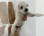 Puppy 1 West Highland White Terrier