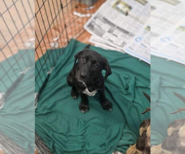 Medium Photo #3 Labrador Retriever-Unknown Mix Puppy For Sale in SHERBURNE, NY, USA