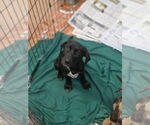 Small #2 Labrador Retriever Mix