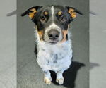 Small #13 Border Collie Mix