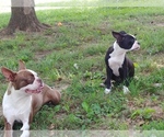 Small Photo #6 Boston Terrier Puppy For Sale in CLARKSVILLE, TN, USA