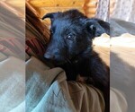 Small Photo #4 German Shepherd Dog Puppy For Sale in GORDON, WI, USA