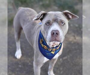 CAROLINE MAY - Female American Staffordshire Terrier-Unknown Mix Dog for Adoption - Photo #2