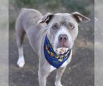 Small #1 American Staffordshire Terrier Mix