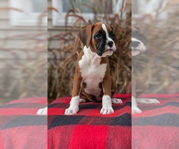 Medium Photo #70 Boxer Puppy For Sale in GOSHEN, IN, USA