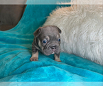 Small #2 French Bulldog