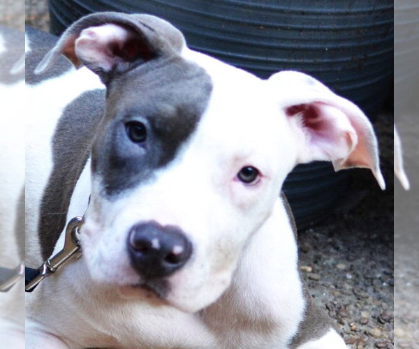 Medium Photo #2 Mutt Puppy For Sale in Germanton, TN, USA