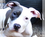 Small #1 Mutt