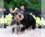 Small Photo #87 Yorkshire Terrier Puppy For Sale in WARSAW, IN, USA