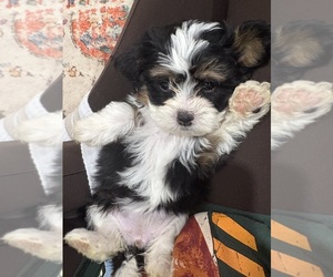 Shih-Poo Puppy for sale in WILMINGTON, DE, USA