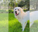 Small #8 Great Pyrenees