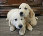 Small Golden Retriever