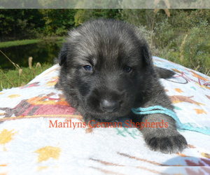 German Shepherd Dog Puppy for Sale in PIEDMONT, Missouri USA