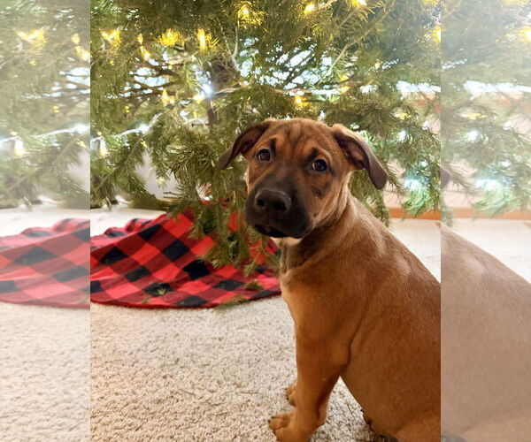 Medium Photo #4 Colonial Cocker Spaniel-Labrador Retriever Mix Puppy For Sale in St. Louis Park, MN, USA