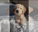 Small #1 Goldendoodle mix (+ Poodle Miniature)