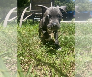 American Pit Bull Terrier-Catahoula Leopard Dog Mix Puppy for sale in FELLSMERE, FL, USA