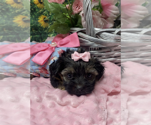 Medium Photo #5 Shorkie Tzu Puppy For Sale in SELLERSBURG, IN, USA