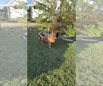 Small #5 German Shepherd Dog