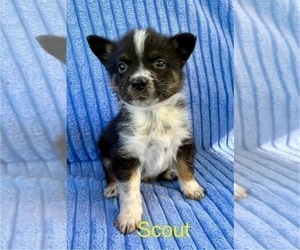Australian Shepherd Puppy for sale in FAIR HAVEN, MI, USA