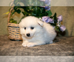 Small Photo #7 American Eskimo Dog Puppy For Sale in BERNE, IN, USA