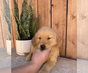 Golden Retriever Puppy for sale in SAN BERNARDINO, CA, USA