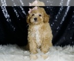 Small Photo #107 Poodle (Toy) Puppy For Sale in WARSAW, IN, USA