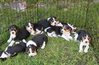 Beagle Puppy for sale in LINDEN, PA, USA