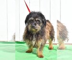 Small Photo #4 Havanese-Unknown Mix Puppy For Sale in Newport Beach, CA, USA