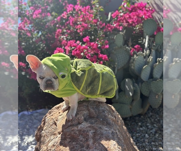 Medium Photo #1 French Bulldog Puppy For Sale in BUCKEYE, AZ, USA