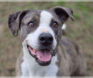 Luna - Female Catahoula Leopard Dog-Unknown Mix Dog for Adoption - Photo #5