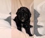Small Photo #74 Miniature Bernedoodle Puppy For Sale in AUBURNDALE, FL, USA
