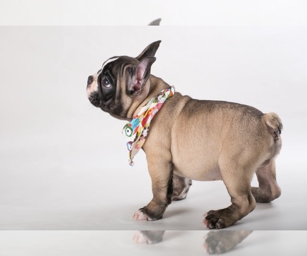 Medium Photo #6 French Bulldog Puppy For Sale in CRANSTON, RI, USA