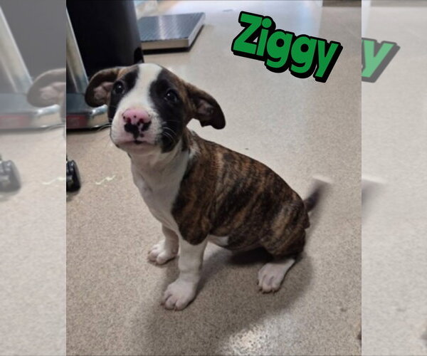 Medium Photo #1 Mutt Puppy For Sale in Woodbury, NY, USA