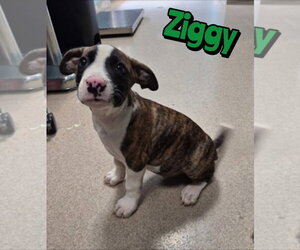 Mutt Dogs for adoption in Woodbury, NY, USA