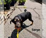 Small #3 Labrador Retriever Mix