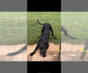 Father of the Great Dane puppies born on 09/05/2025