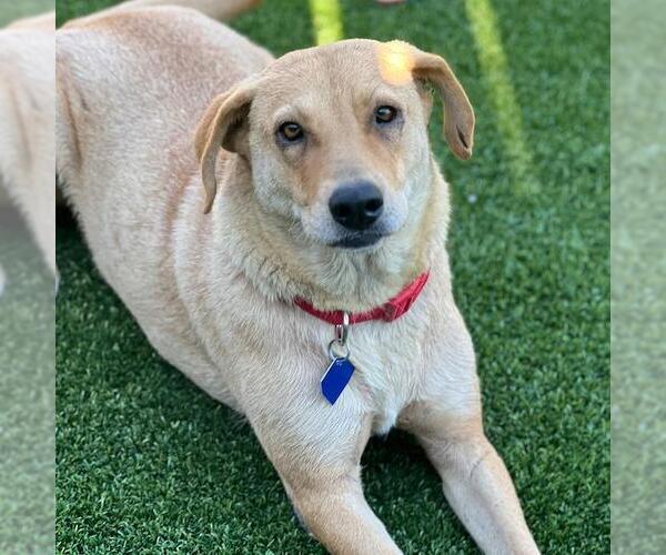 Medium Photo #2 Golden Labrador Puppy For Sale in San Diego, CA, USA
